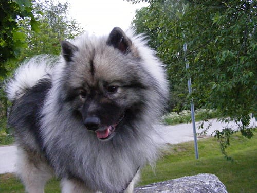 Lost Keeshond brown named Hazel in Sault Ste. Marie
