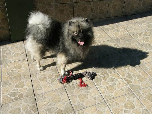 Lost Keeshond tan named Bruno in Ajax