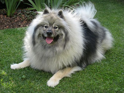 Lost Keeshond black named Bailey in London