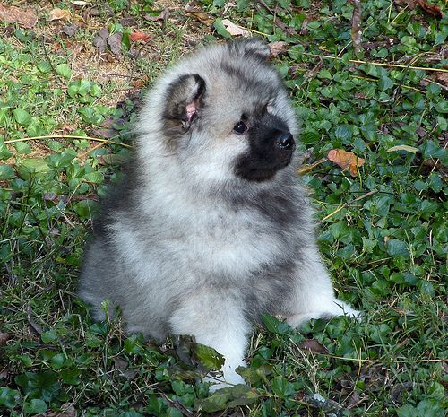 Lost Keeshond golden named Finn in Milton