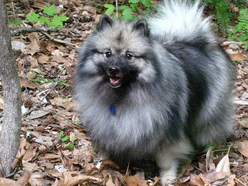Lost Keeshond black named Maggie in Oakville