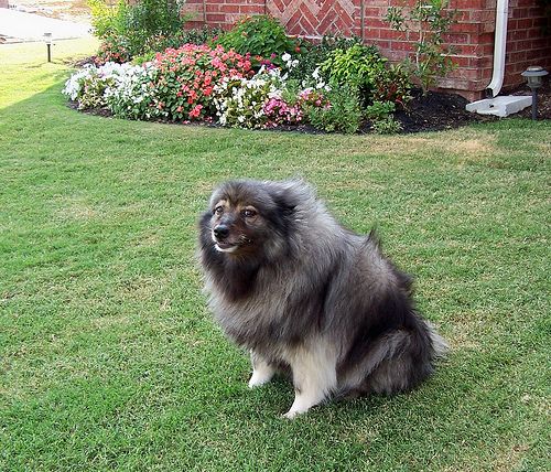 Lost Keeshond brown named Finn in North Vancouver
