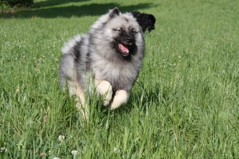 Oliver