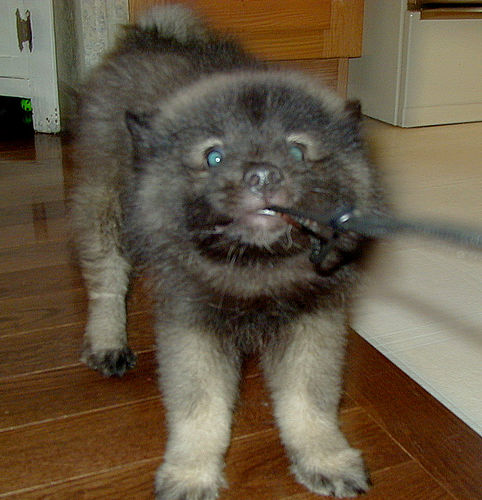 Lost Keeshond chocolate named Buddy in Richmond