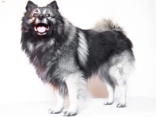 Lost Keeshond cream named Buddy in Edmonton