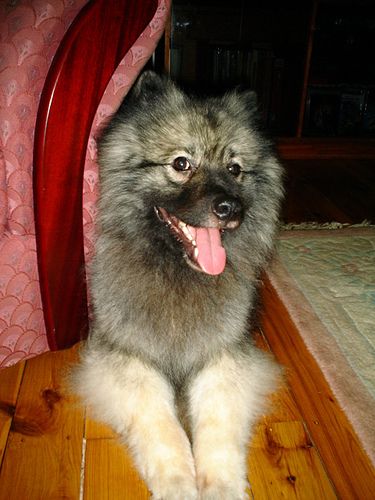 Lost Keeshond black and white named Rocky in Mississauga