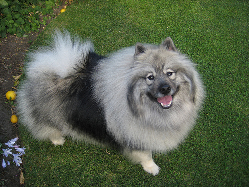 Duke