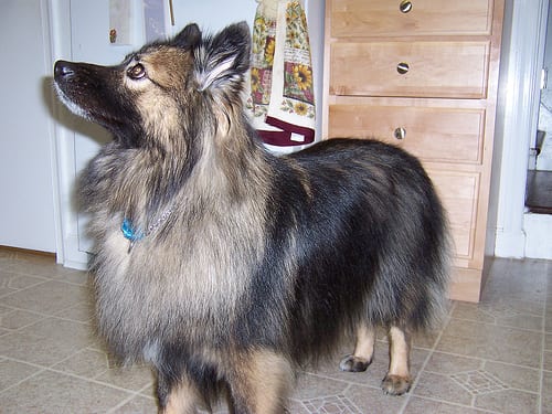 Lost Keeshond black named Tucker in Nanaimo