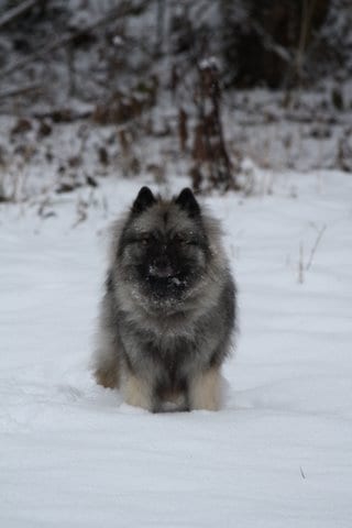 Lost Keeshond white named Charlie in Vancouver