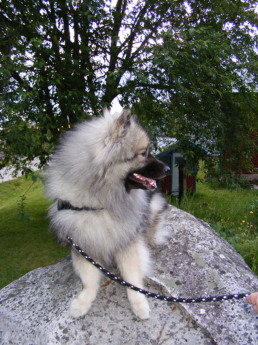 Milo