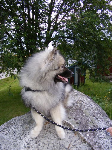 Lost Keeshond cream named Charlie in Rimouski