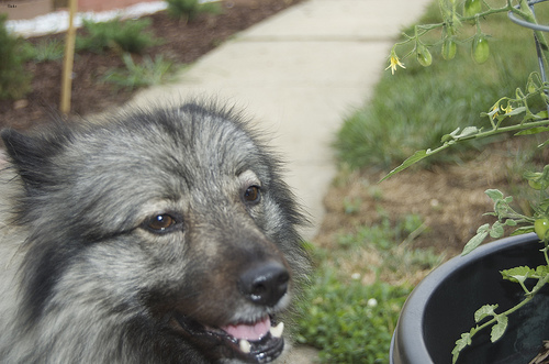 Lost Keeshond cream named Winston in Beaumont