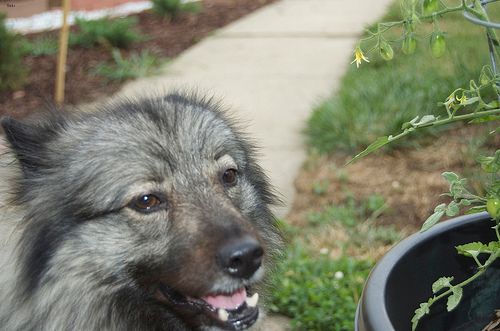 Lost Keeshond cream named Winston in Beaumont
