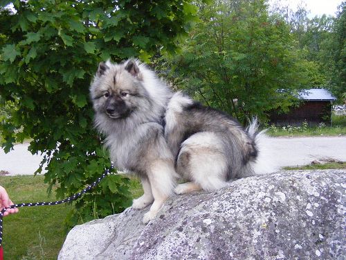 Lost Keeshond white named Winston in Calgary
