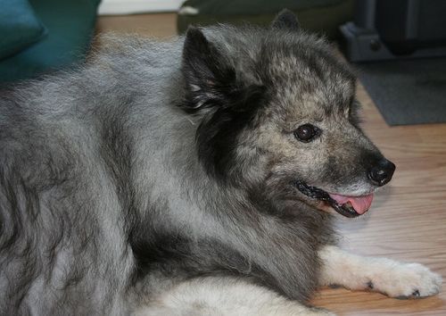 Lost Keeshond cream named Luna in Markham