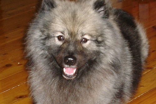 Lost Keeshond brown named Nala in Fredericton