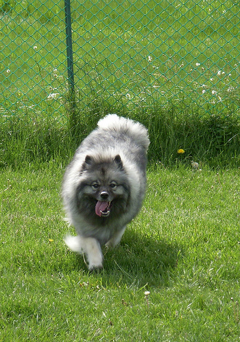 Bailey