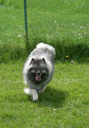 Lost Keeshond brown named Maggie in Hamilton
