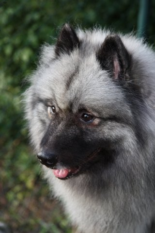 Winston