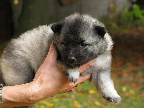 Lost Keeshond chocolate named Jack in Montréal