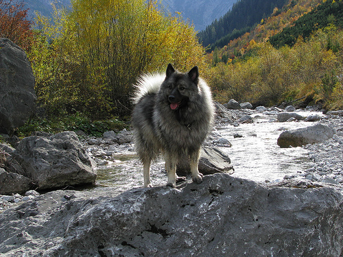 Lost Keeshond tan named Molly in Toronto