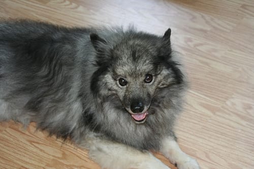 Lost Keeshond brown and white named Duke in Cobourg