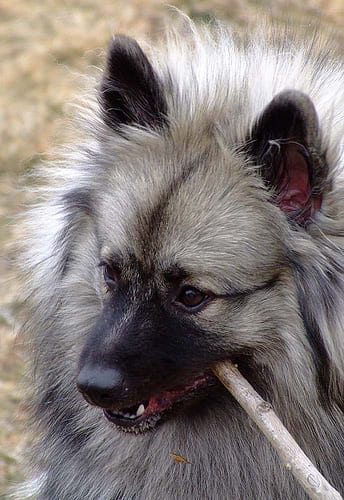 Lost Keeshond white named Cooper in Corner Brook