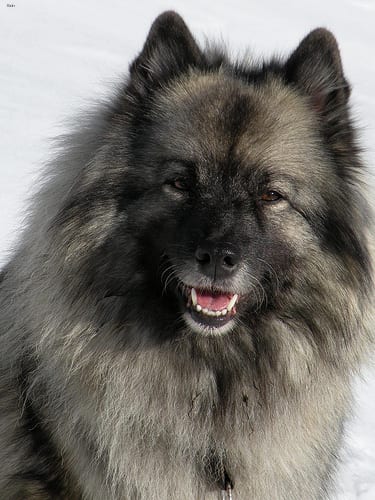 Lost Keeshond cream named Zoey in Martensville