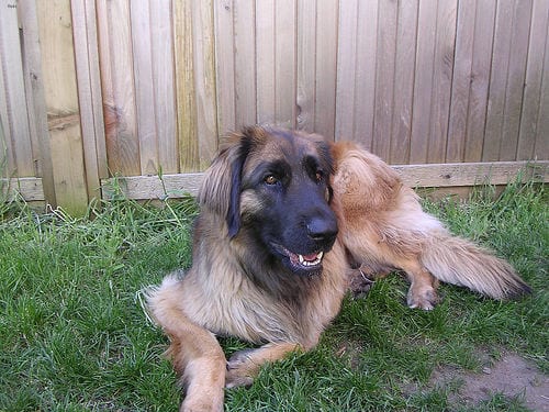 Lost Leonberger grey named Lola in North Bay