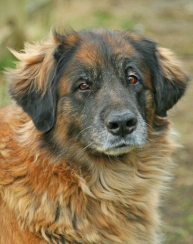 Leo