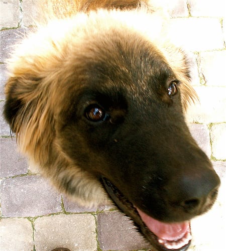 Lost Leonberger black named Bear in Portage la Prairie