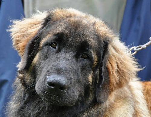Lost Leonberger cream named Lucy in Iqaluit