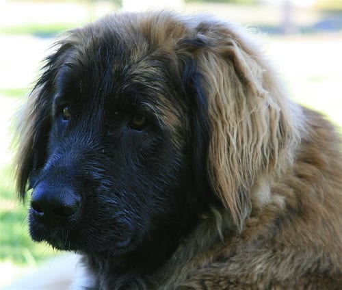 Lost Leonberger white named Finn in Québec City