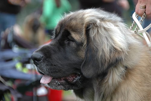 Lost Leonberger cream named Milo in Barrie