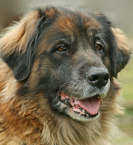 Lost Leonberger brown and white named Gus in Mississauga