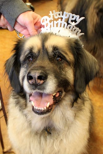 Lost Leonberger chocolate named Bailey in Edmonton