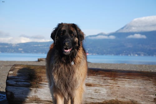 Lost Leonberger golden named Buddy in Richmond