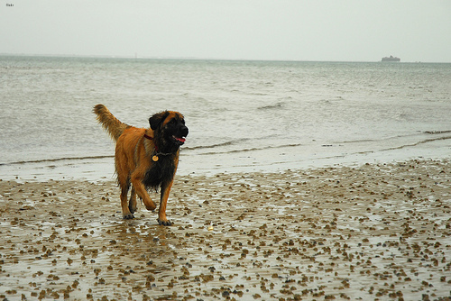 Buddy