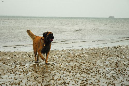 Lost Leonberger white named Buddy in Montréal