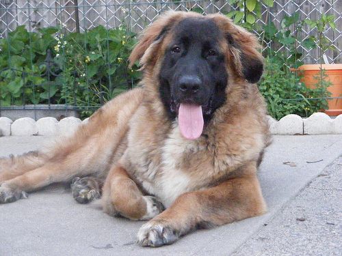 Lost Leonberger chocolate named Max in Toronto