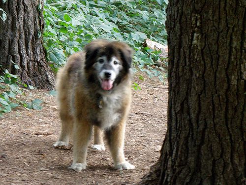 Lost Leonberger brown and white named Leo in Chestermere