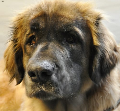 Lost Leonberger chocolate named Lucy in Pickering