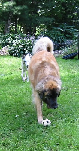 Lost Leonberger grey named Bella in Coquitlam