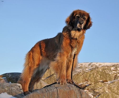 Lost Leonberger brown named Leo in Prince Albert