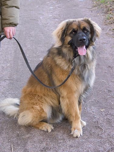 Lost Leonberger tan named Nala in Montréal