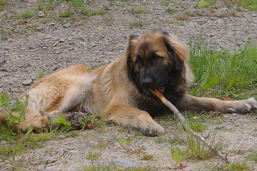 Lost Leonberger black named Rosie in Edmonton