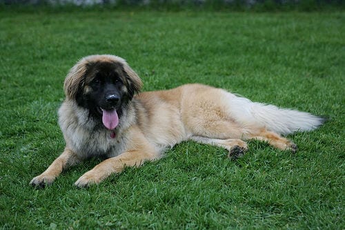 Lost Leonberger black named Finn in Dieppe