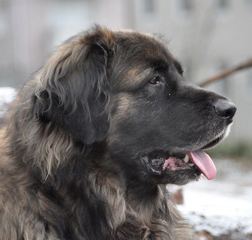 Lost Leonberger brown named Bailey in Owen Sound