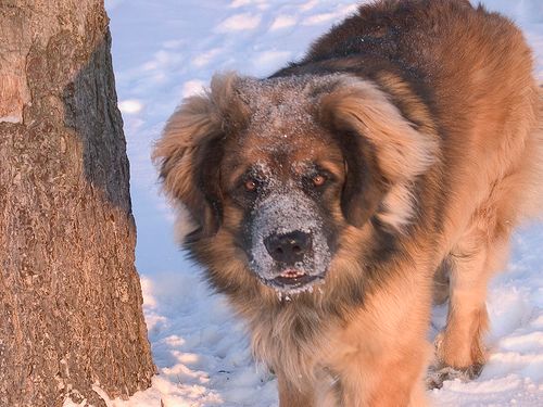 Lost Leonberger cream named Bailey in Québec City