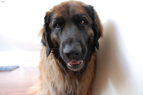 Bailey